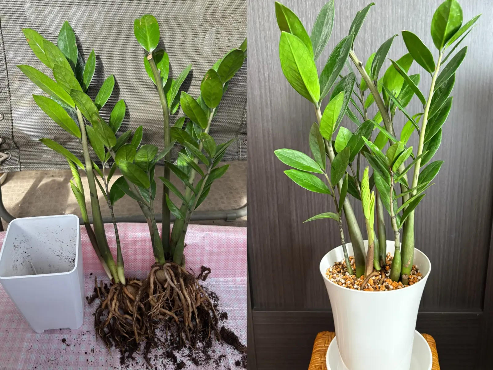 25 ザミオクルカス　レイブン　ピンク斑入り　芋あり　新芽展開済み　ZZプランツ 25 ザミオクルカス レイブン ピンク斑入り 芋あり 新芽展開済み