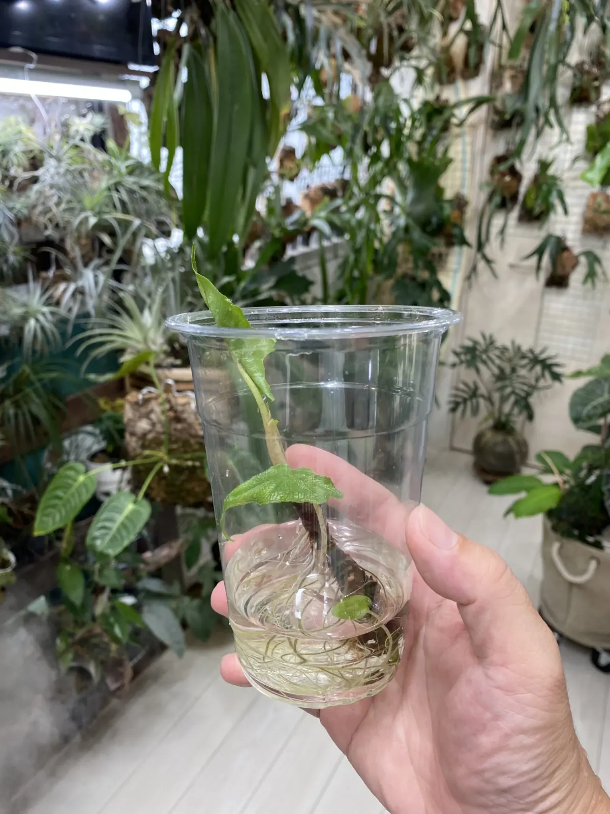 アロカシア　ジャックリン