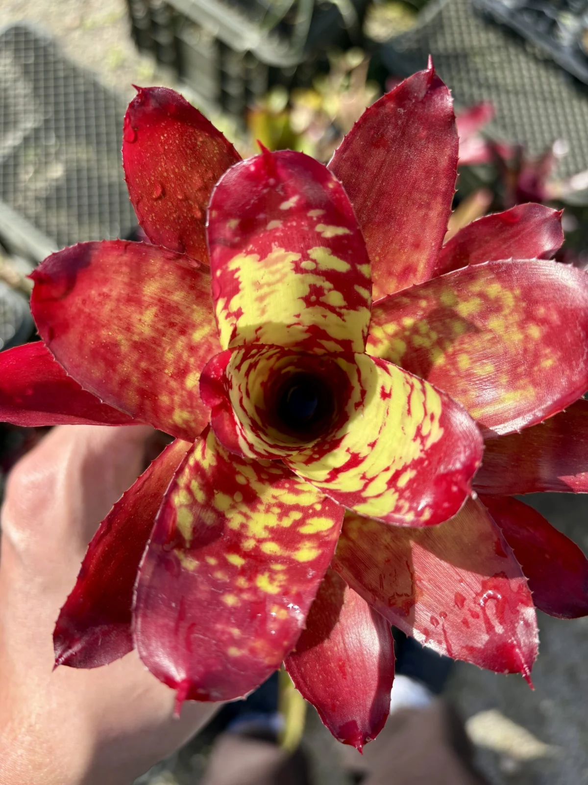 ネオレゲリア　ウィニーザプー