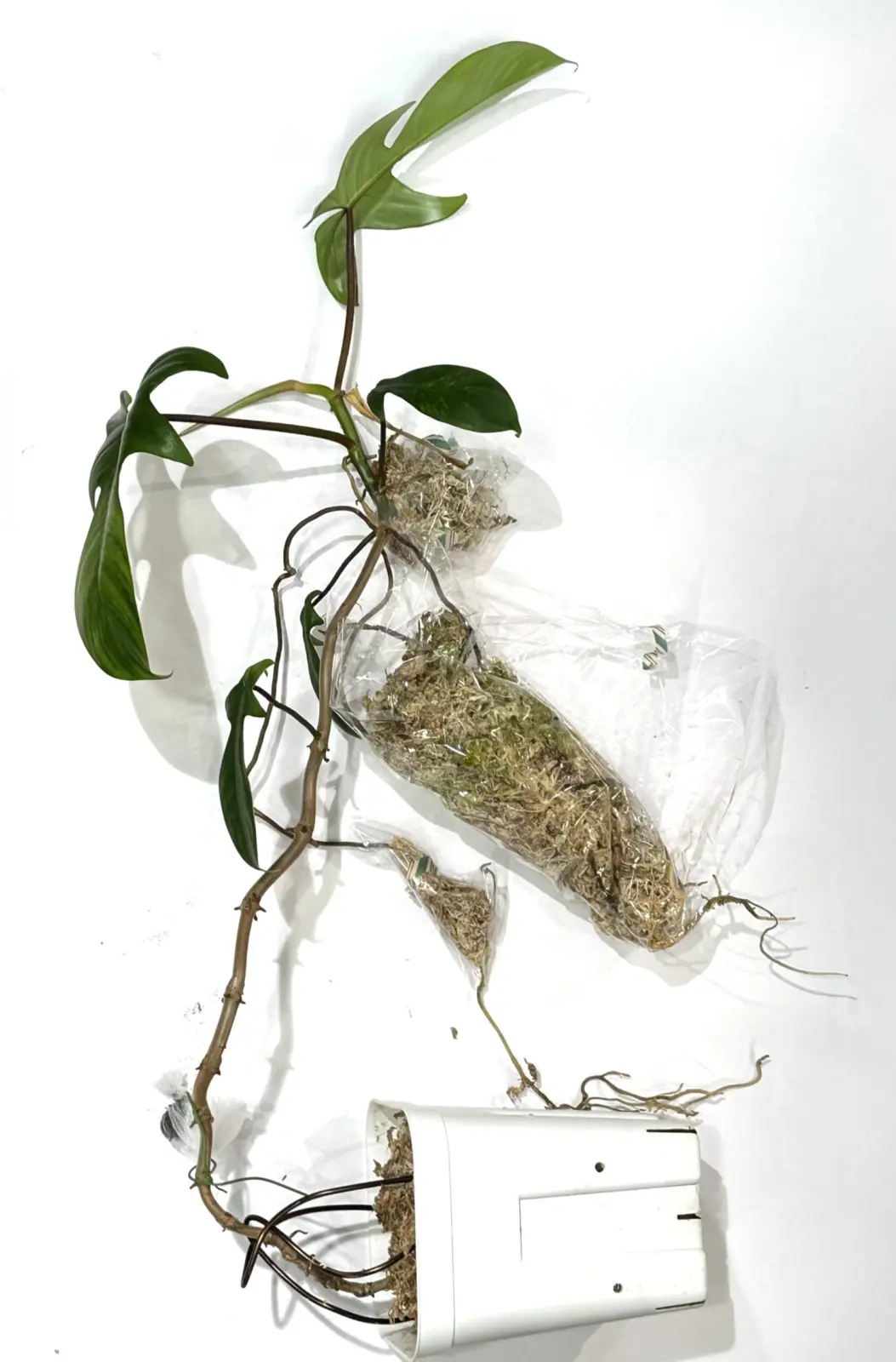 フィロデンドロン　フロリダ