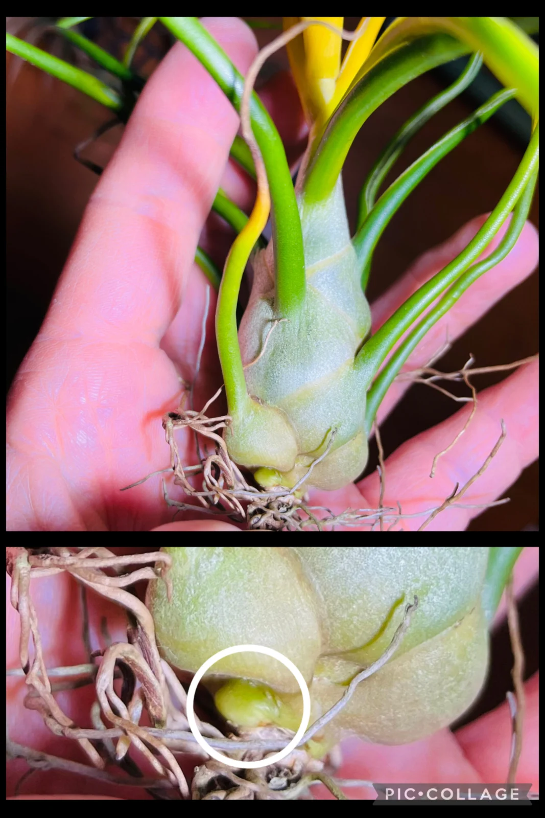 ティランジア　ブルボーサ　アルバ　根元の突起