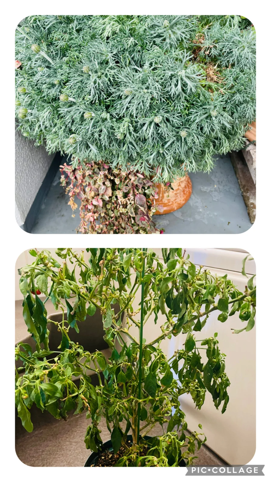 ローダンセマム　シシトウ　水切れの季節