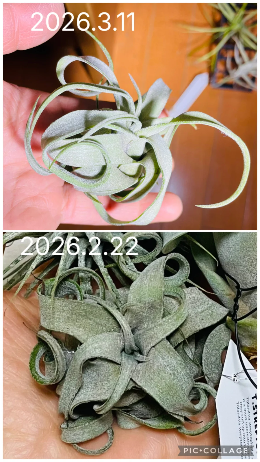 ティランジア　ストレプトフィラ