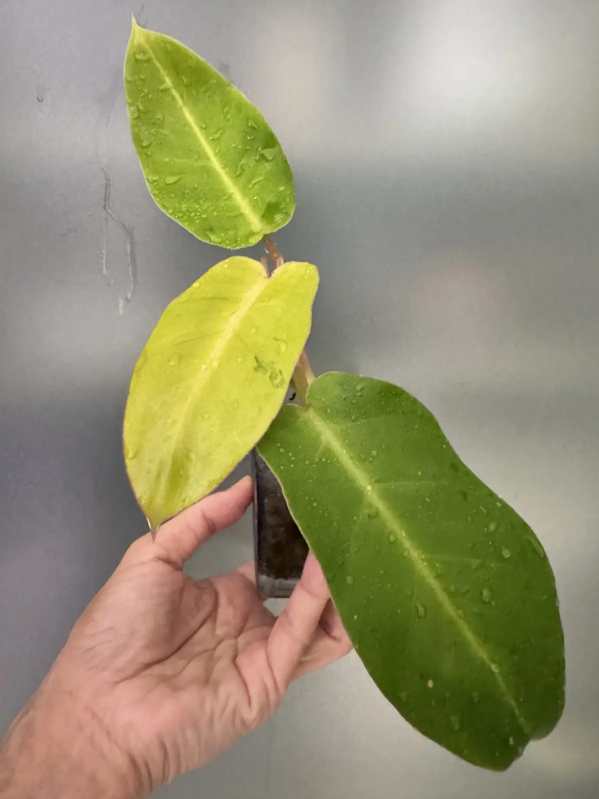 フィロデンドロン　スノードリフト　斑入り　ビトロチャレンジ