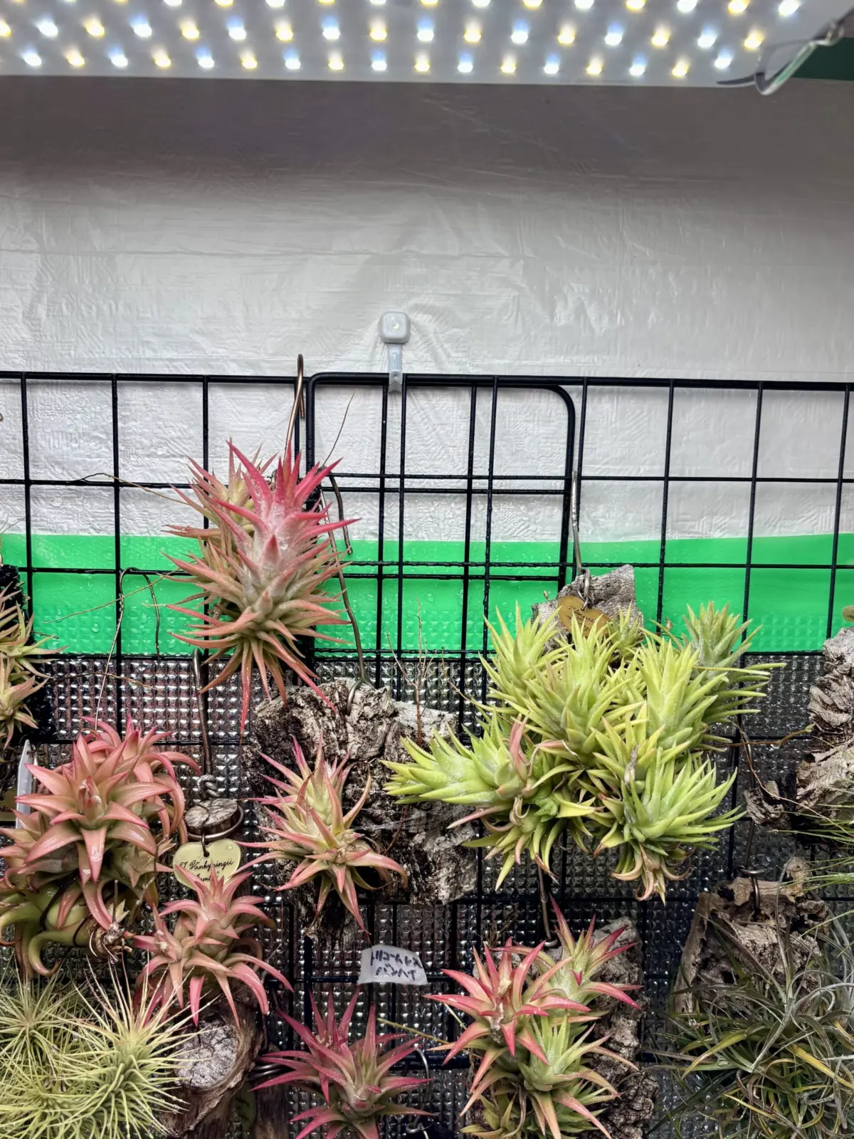 ティランジア　バンハイニンギー