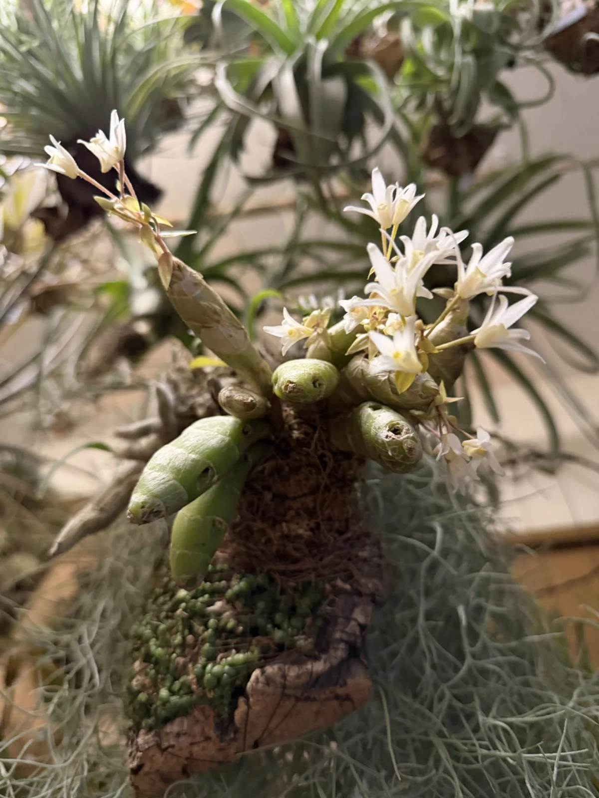 エリア オベサ 開花