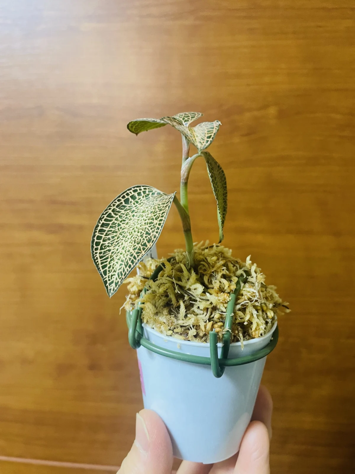 ジュエルオーキッド　アネクトキルス　ロスクバーギー　苔増し