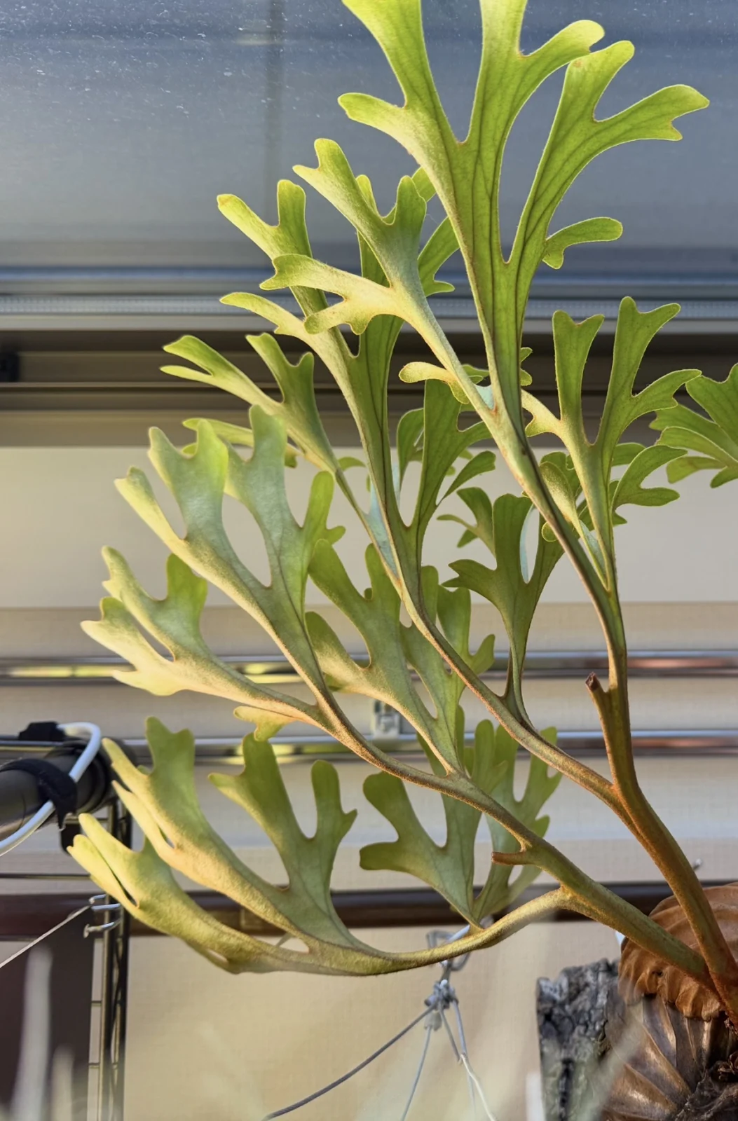 ビカクシダ　リドレイ