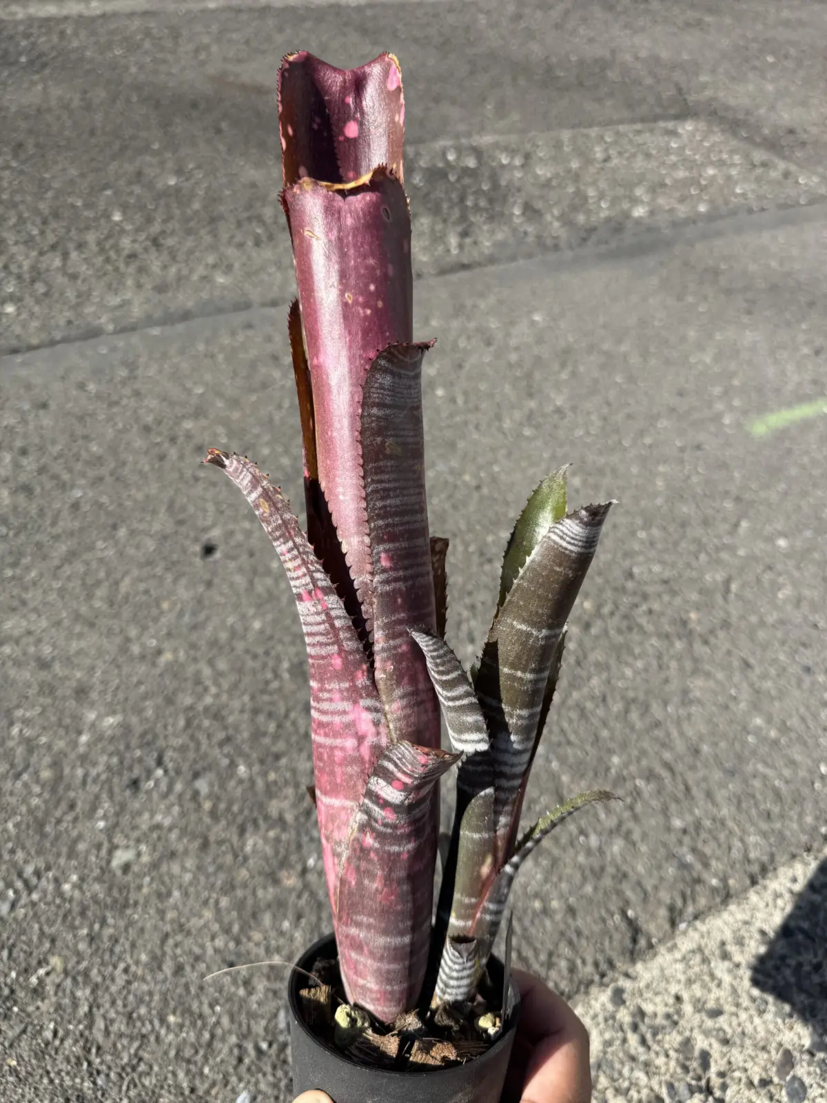 ビルベルギア　バニスファクター　子株