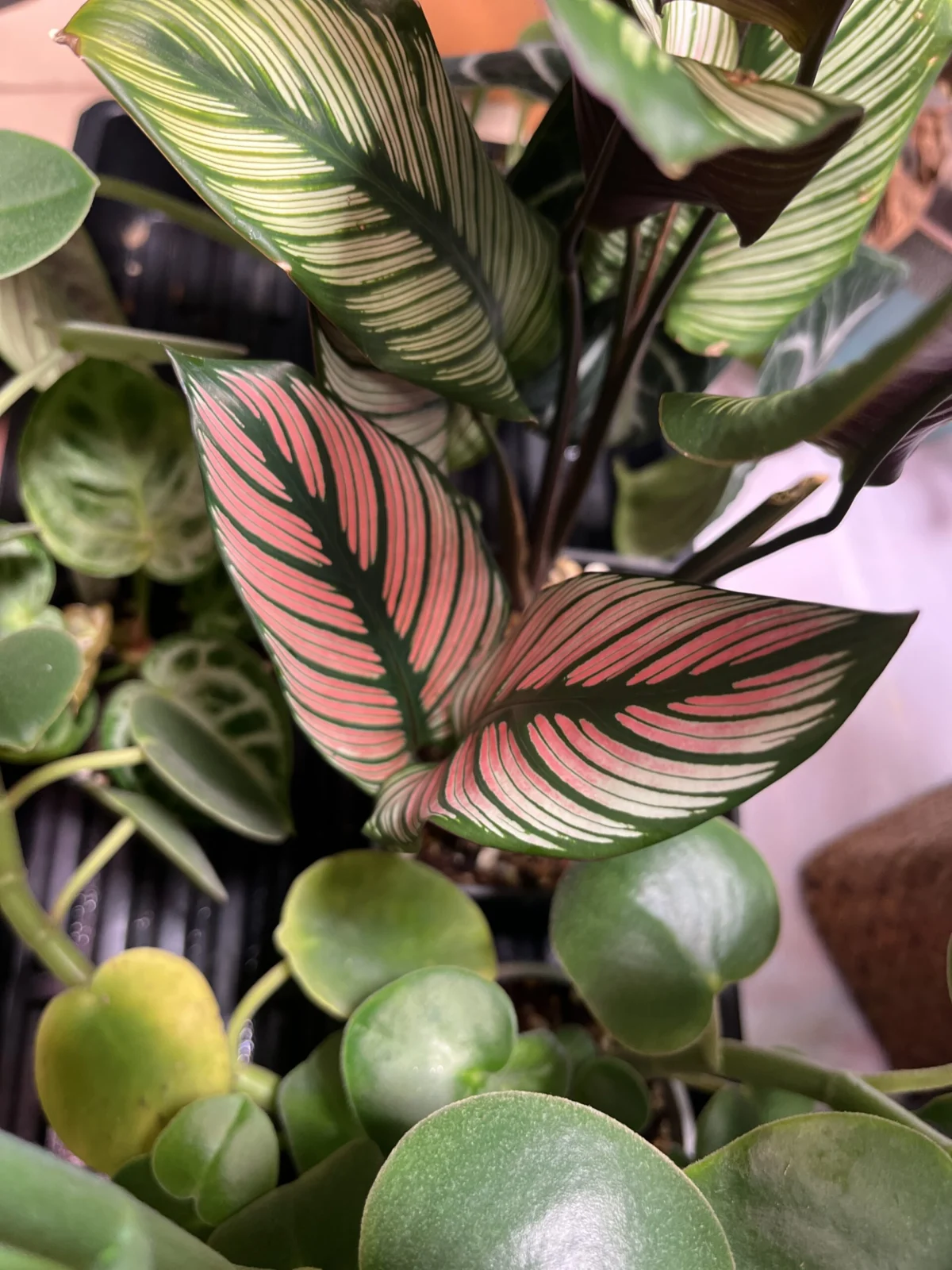 カラテア ホワイトフュージョン