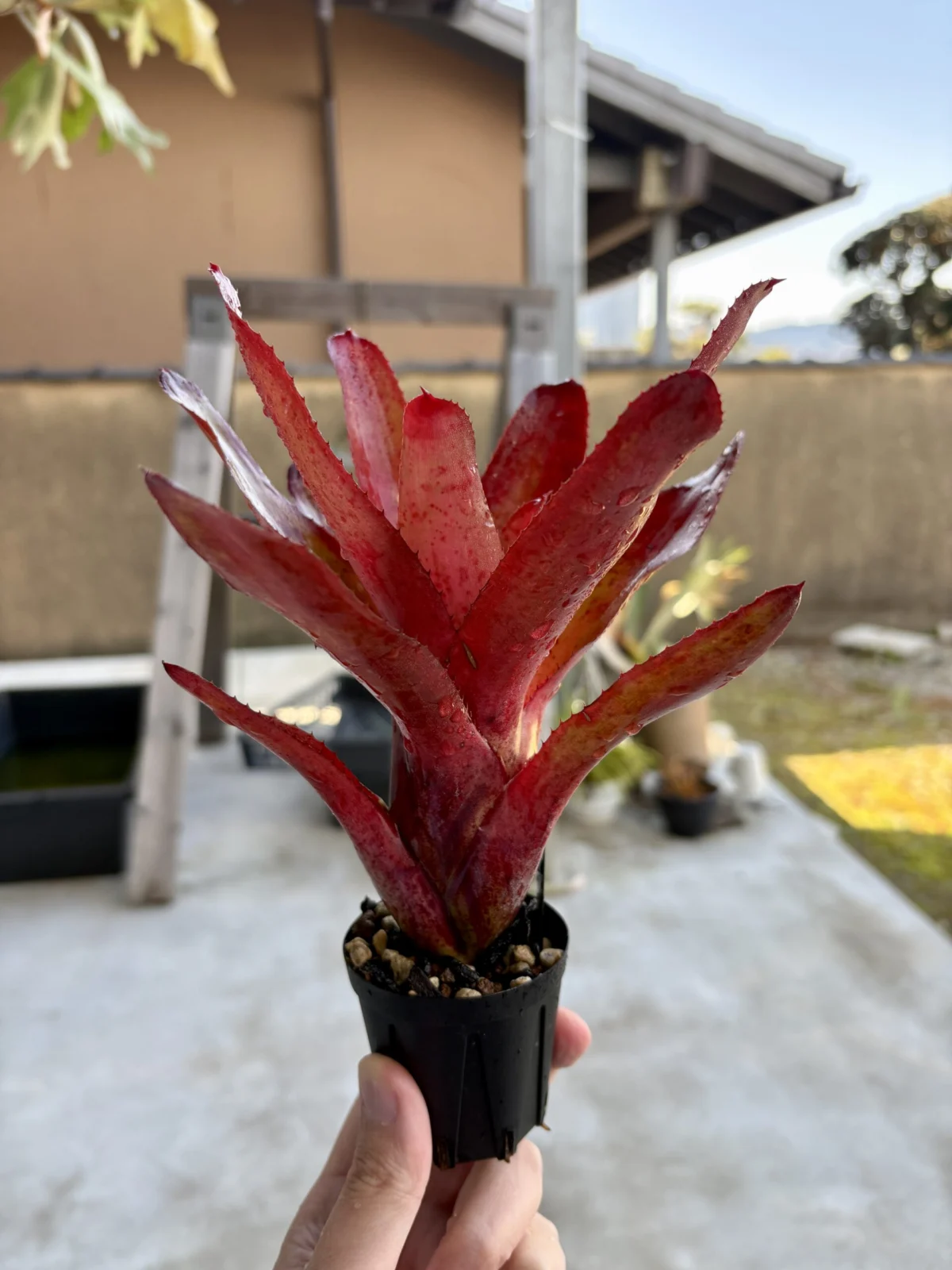 ネオレゲリア　リーヒン