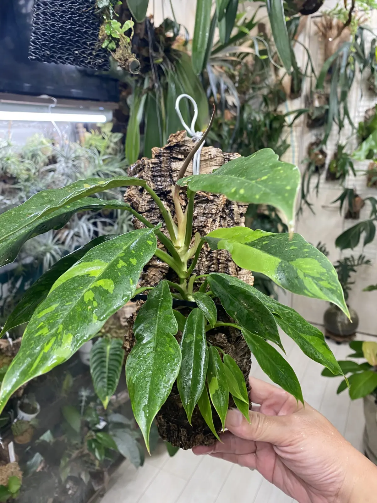 フィロデンドロン　ジャングルブーギー