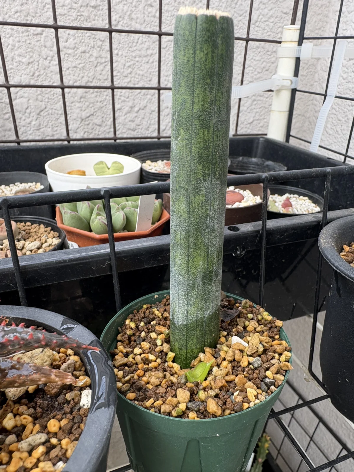 サンセベリア スタッキー