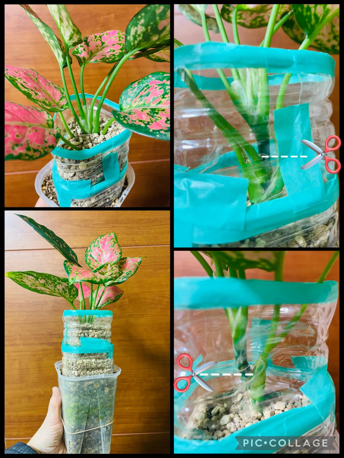 アグラオネマ　100均