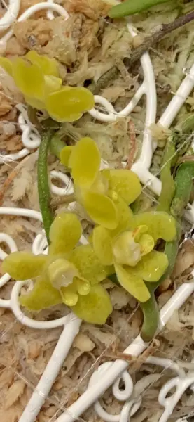キロスキスタ　ミカワスパイダー　花　三河スパイダー
