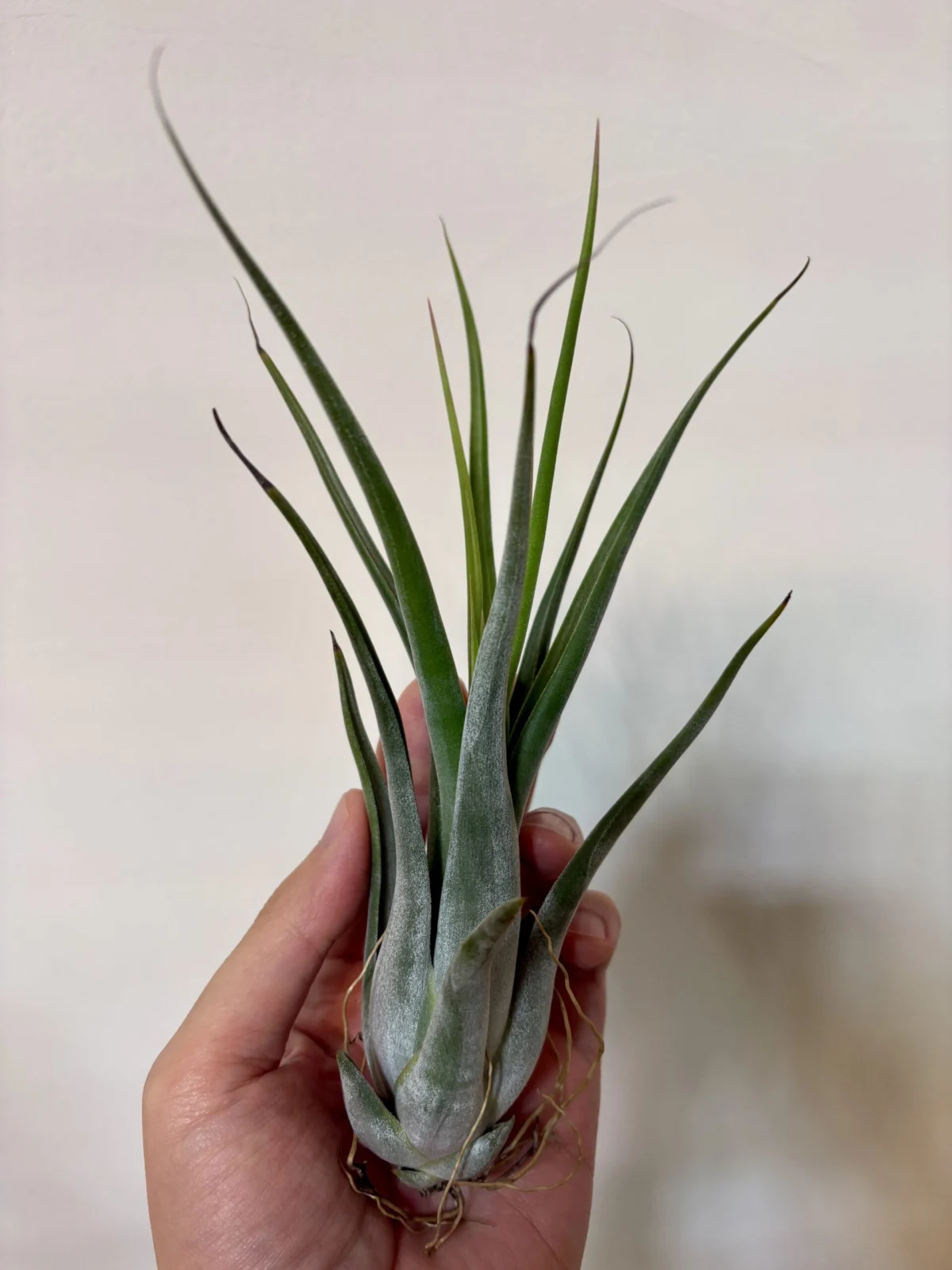 ティランジア　シルシナータ （徒長）