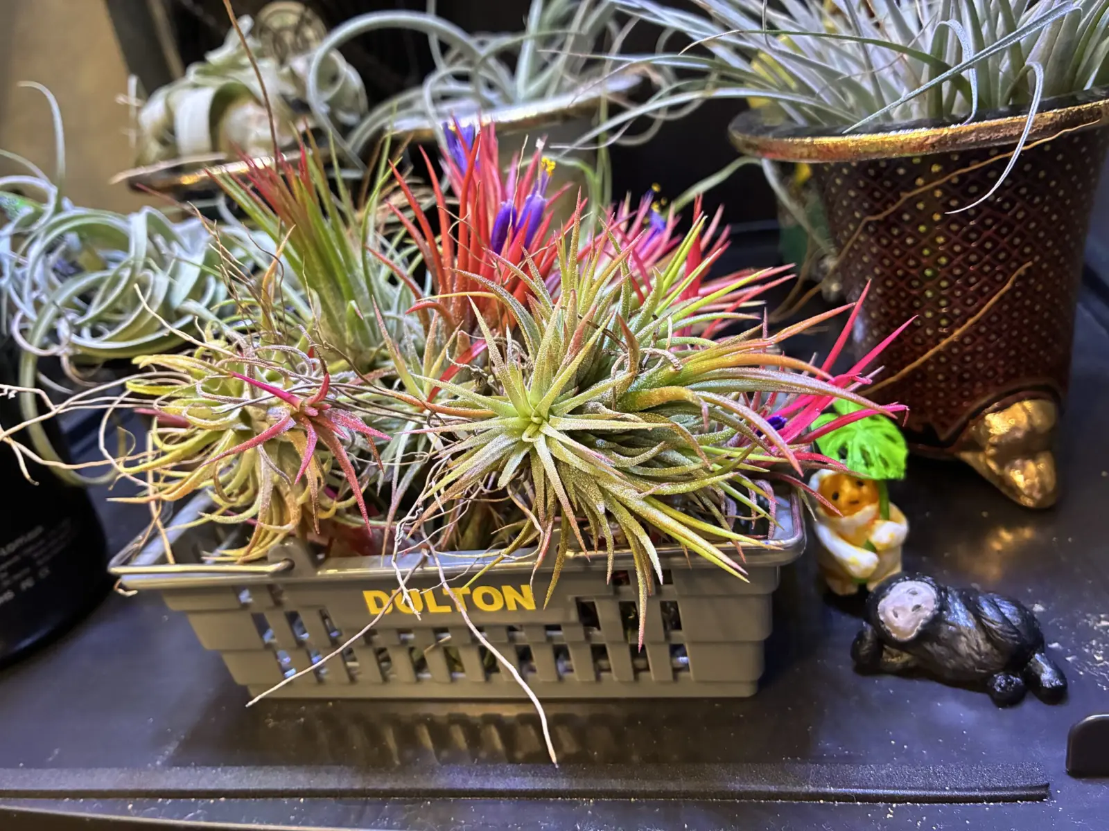 イオナンタ　フエゴ　Festival