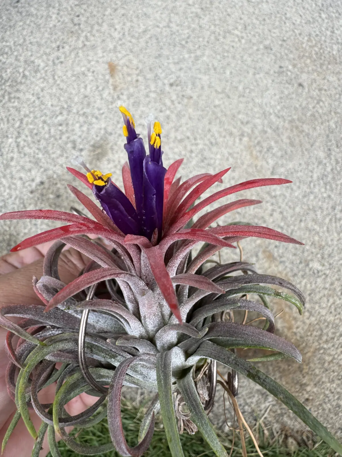 イオナンタ　ロン　狂い咲き