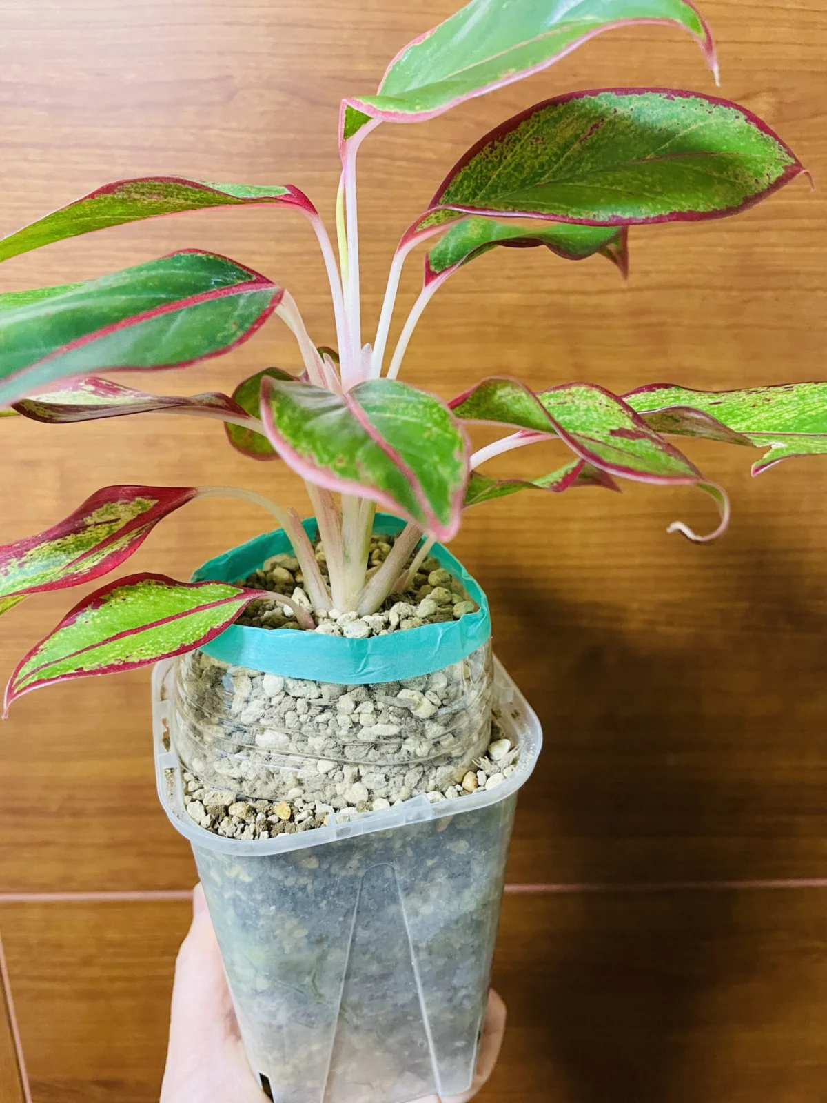 アグラオネマ　100均