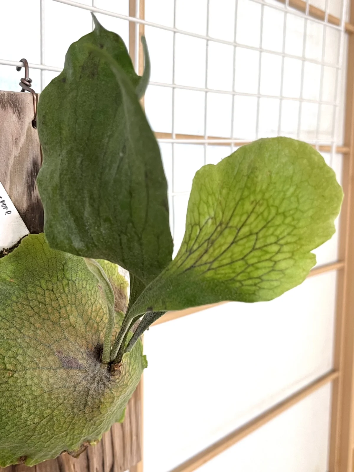 ビガクシダ Ｗ５ x ディバーシフォリウム 胞子葉変わり葉