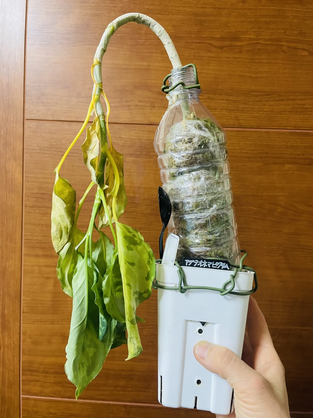 アグラオネマ　ピクタム　トリカラー　TZ便