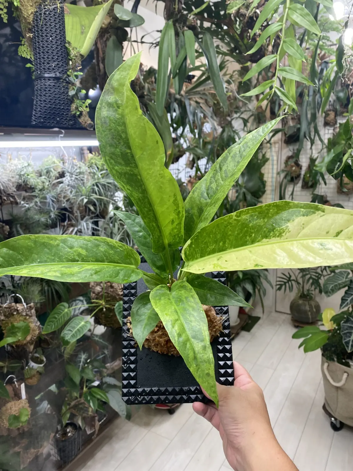 アンスリウム　フーケリー　斑入り