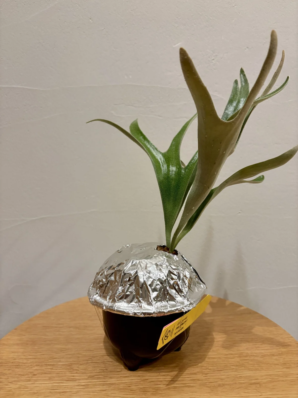 ビカクシダ　アルシコルネ　マダガスカル　鉢植え