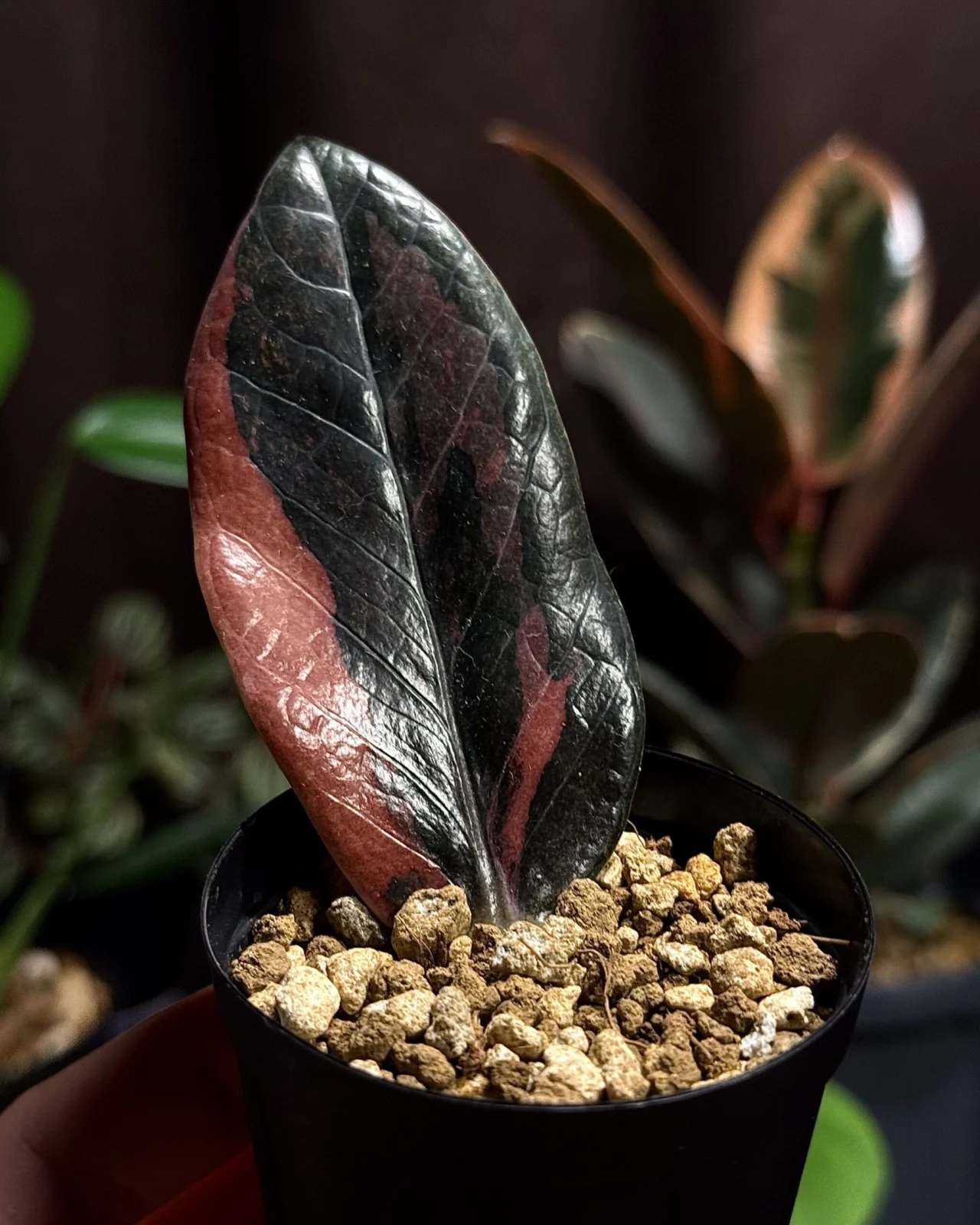 ザミオクルカス　ザミフォーリア　ブラック-ピンク　レイブン　斑入り