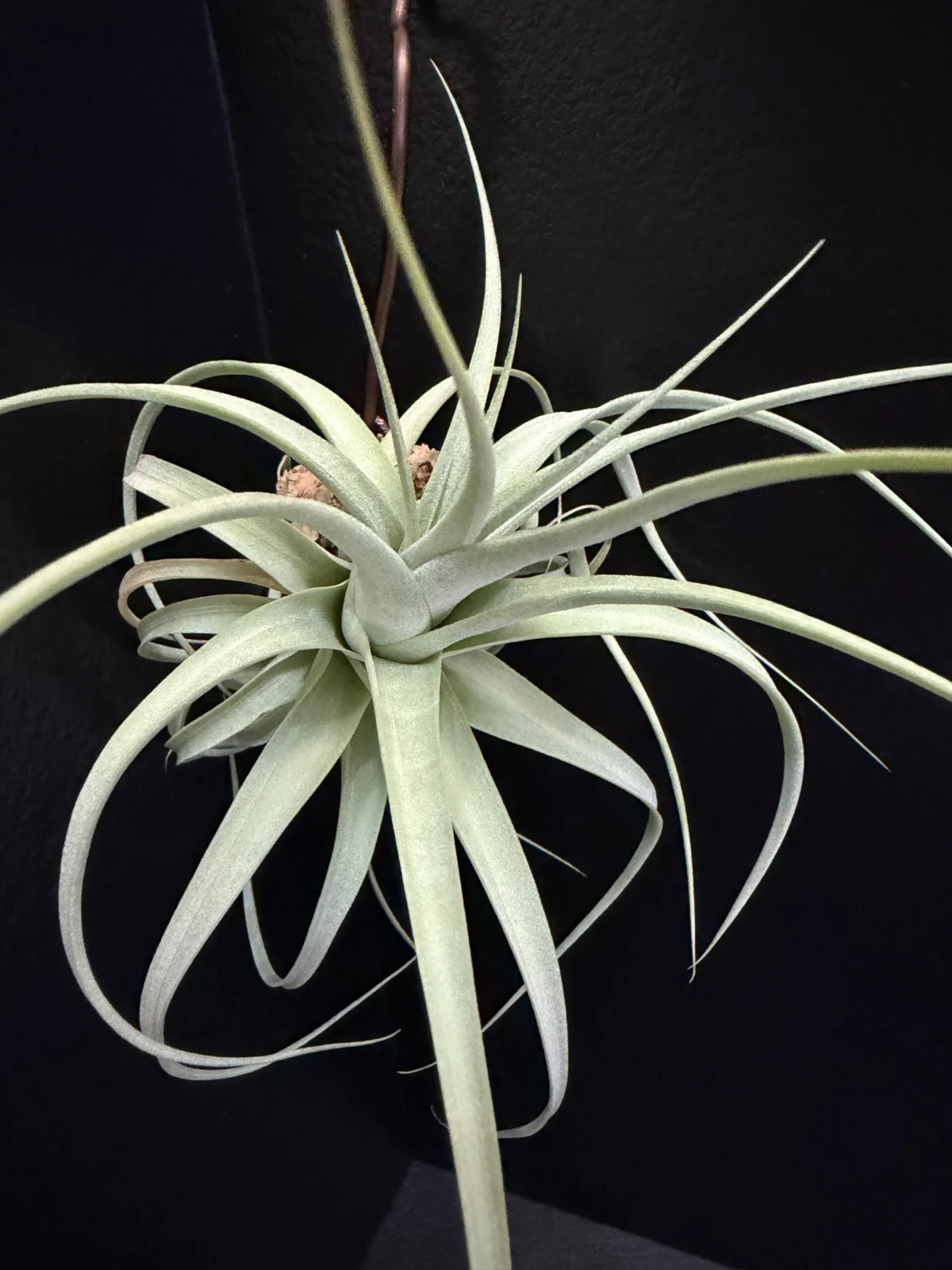 ティランジア キセログラフィカ × ロシー