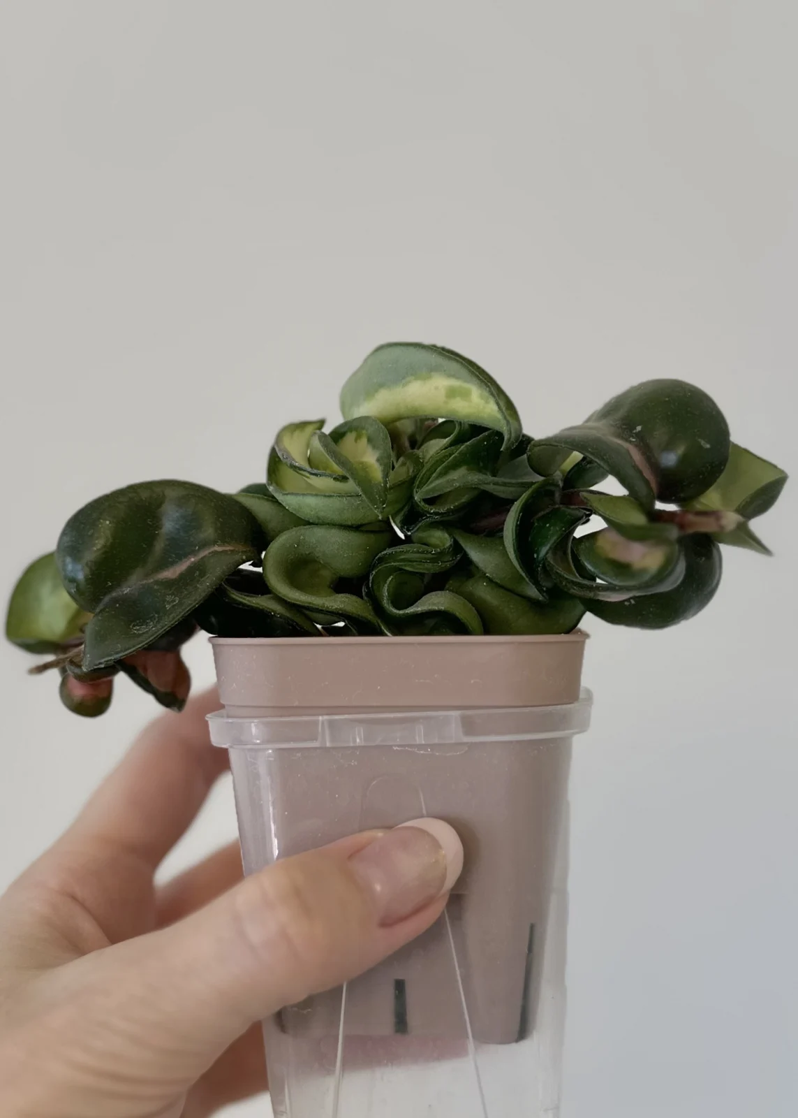 ホヤ カルノーサ コンパクタ 斑入り