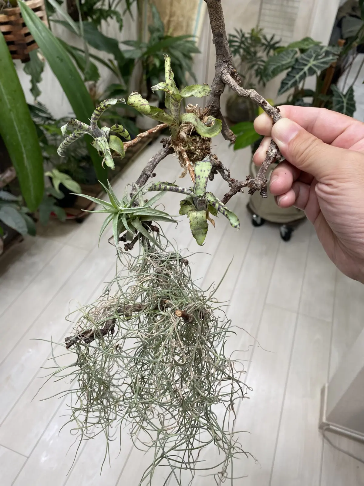 ネオレゲリア　スモールフライ