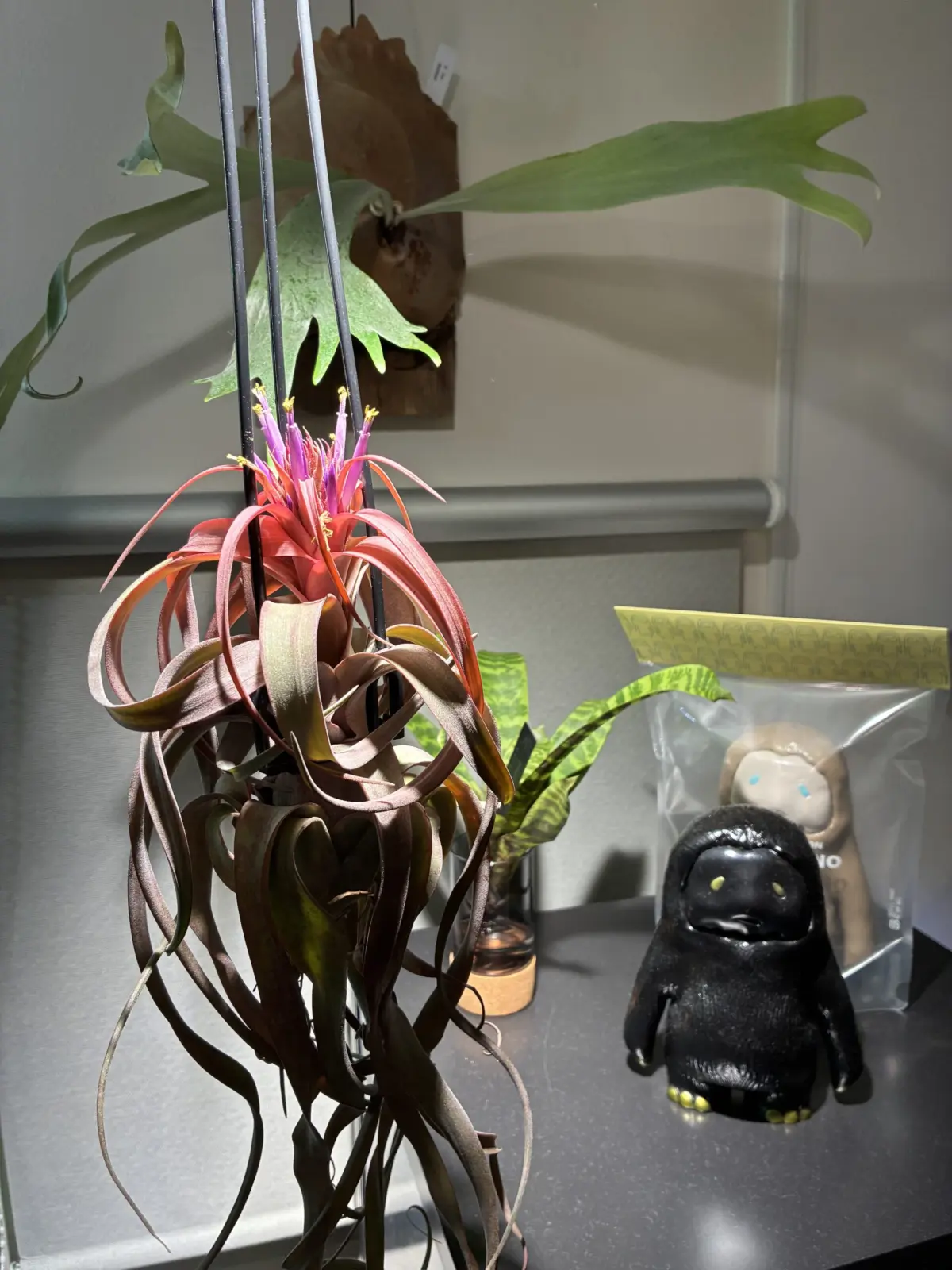 ディランジア　エリックノブロック