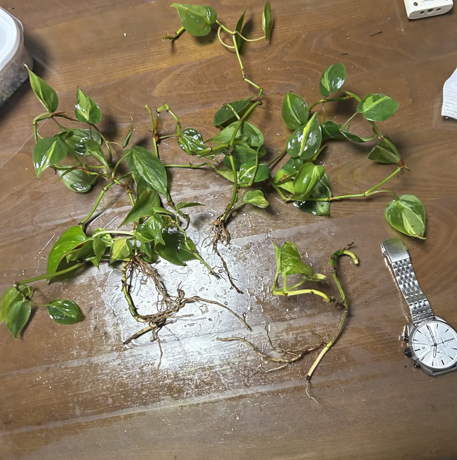 フィロデンドロン ポトス