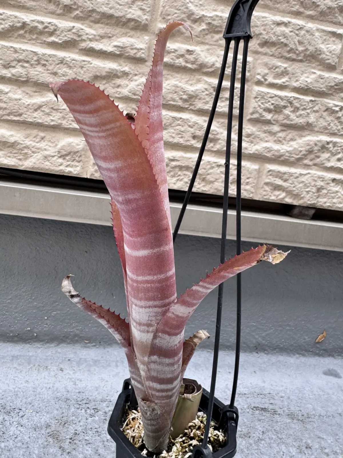 ビルベルギア　ビッタータ