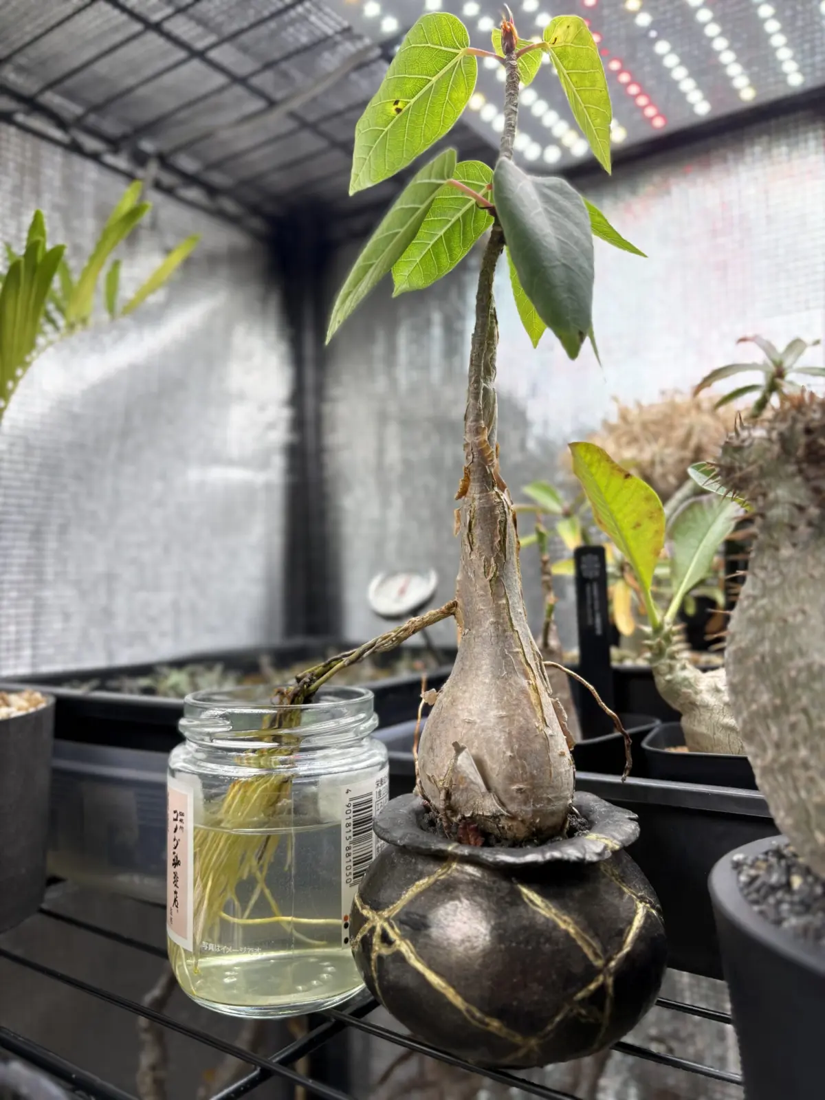 フィカス　パルメリー