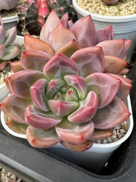 多肉植物 エケベリア ルナソーラー