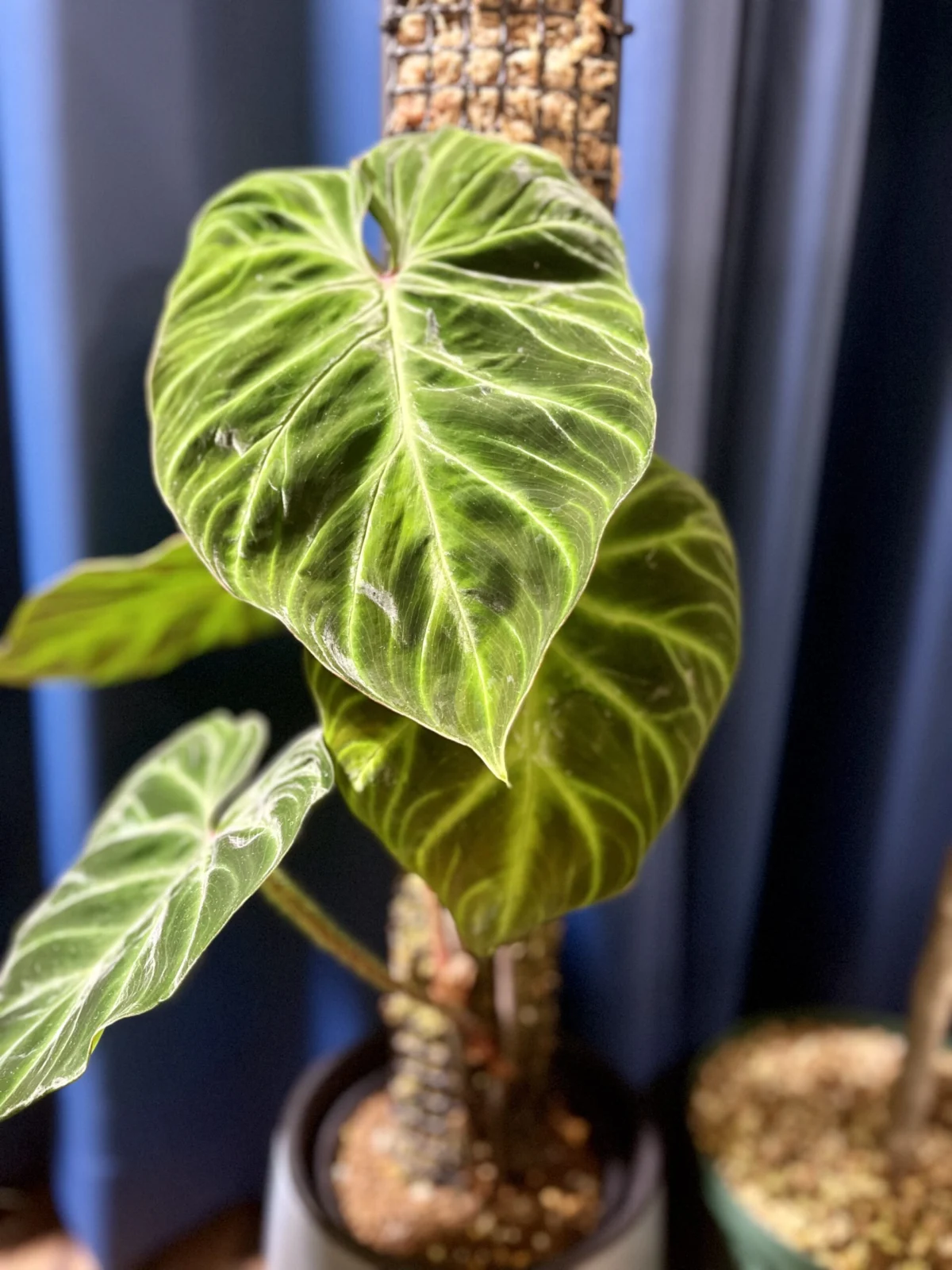 フィロデンドロン　ベルコーサム　’ファンタシー’　モスポール　トップカット