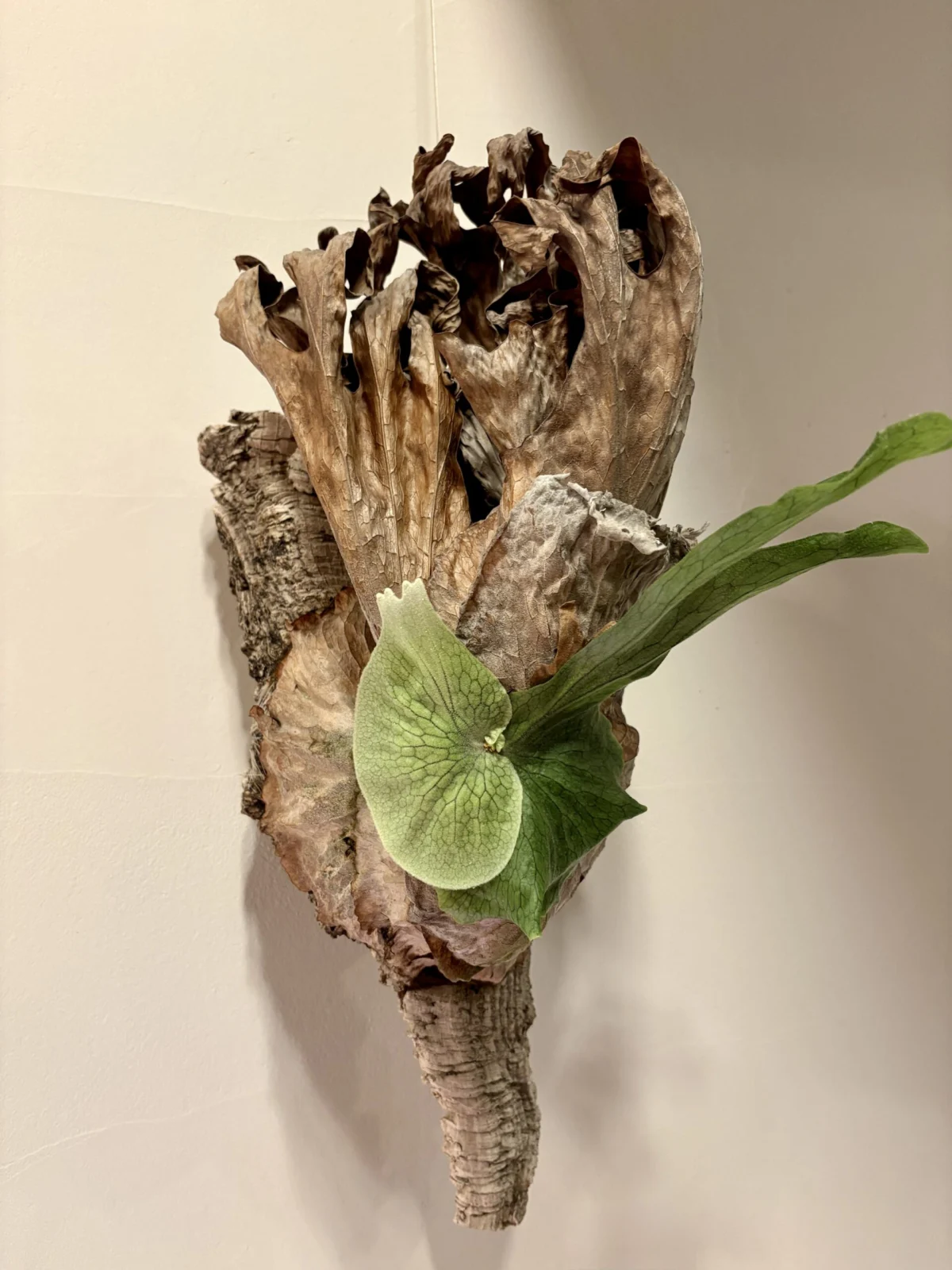 ビカクシダ　グランデ