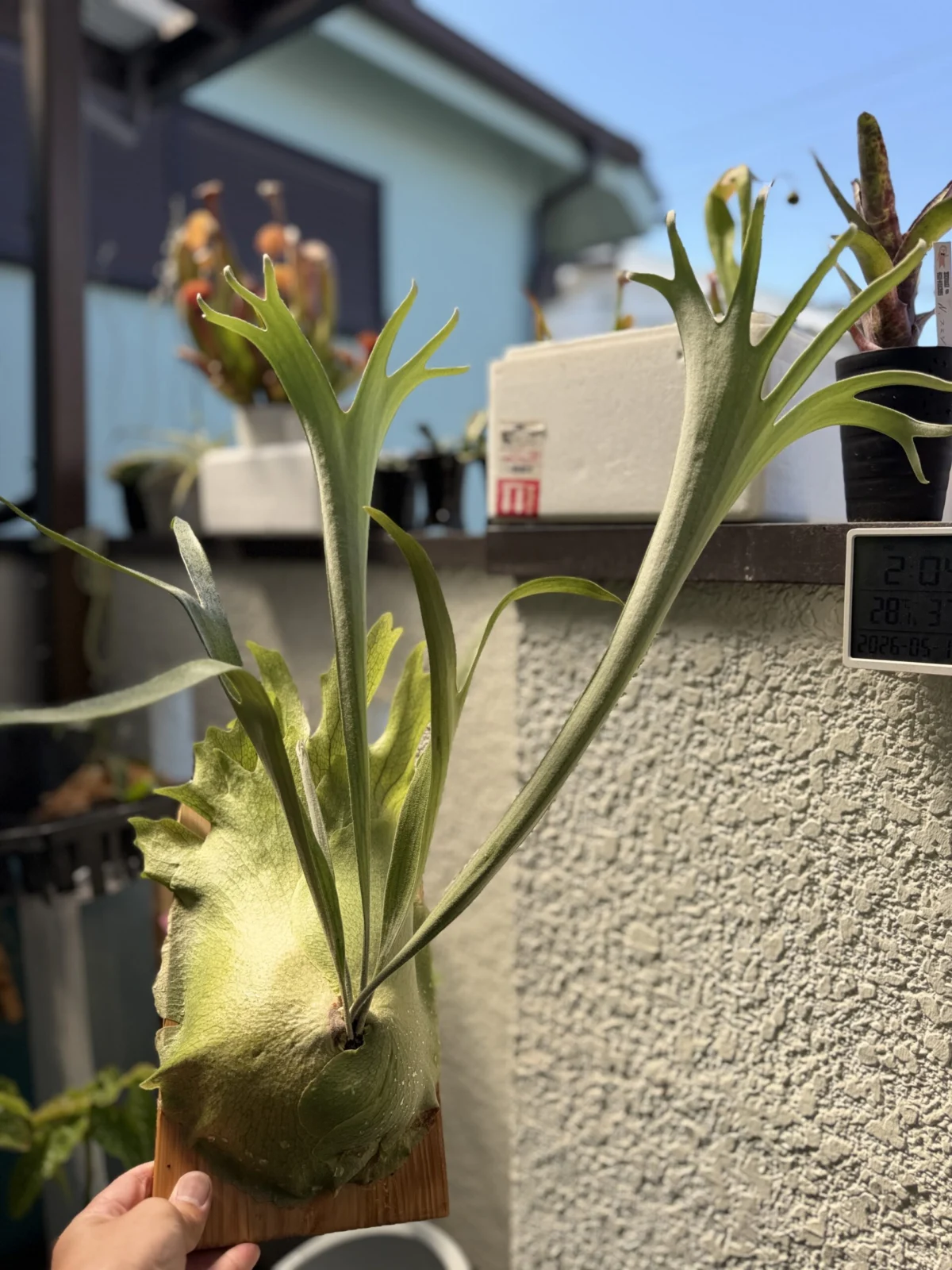 ビカクシダ