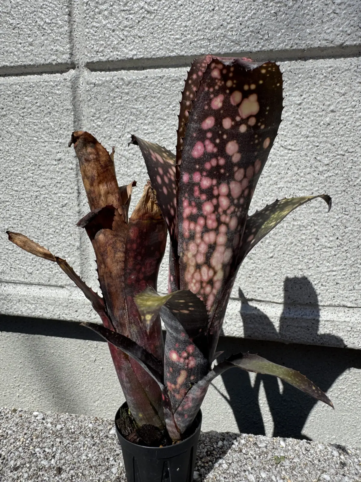 ビルベルギア　ブラックパール