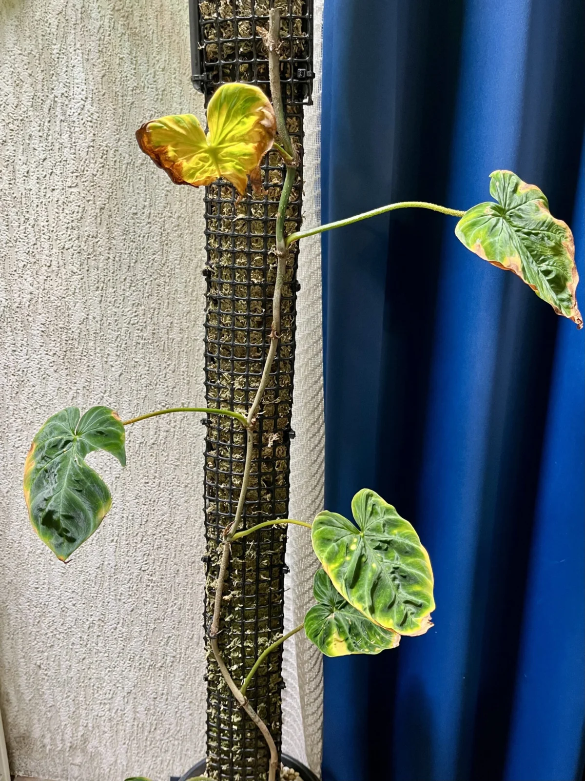 フィロデンドロン　ベルコーサム　’ファンタシー’　モスポール　ボトム