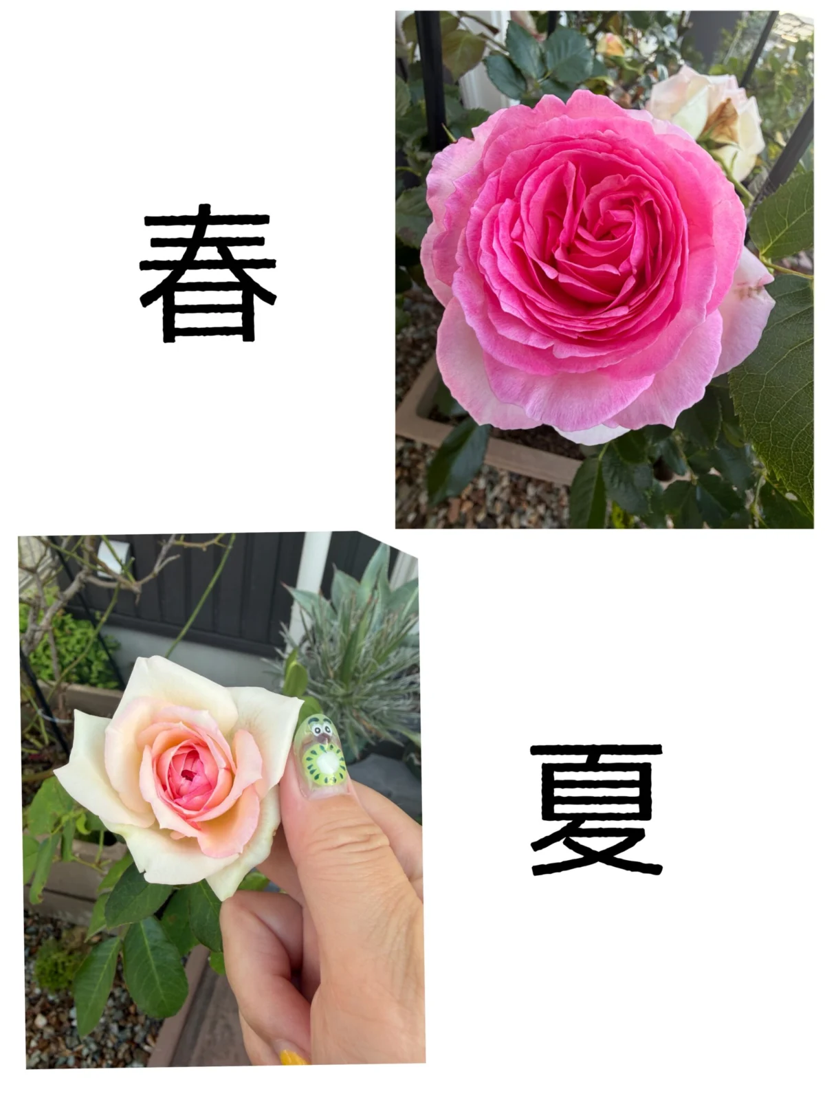 バラ　ピエール　ドゥ　ロンサール