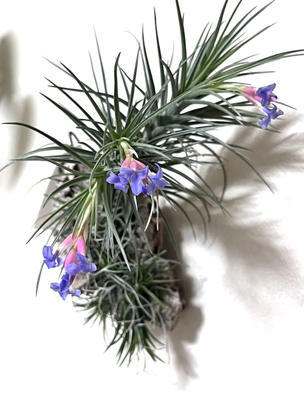 ティランジア アエラントスクロス