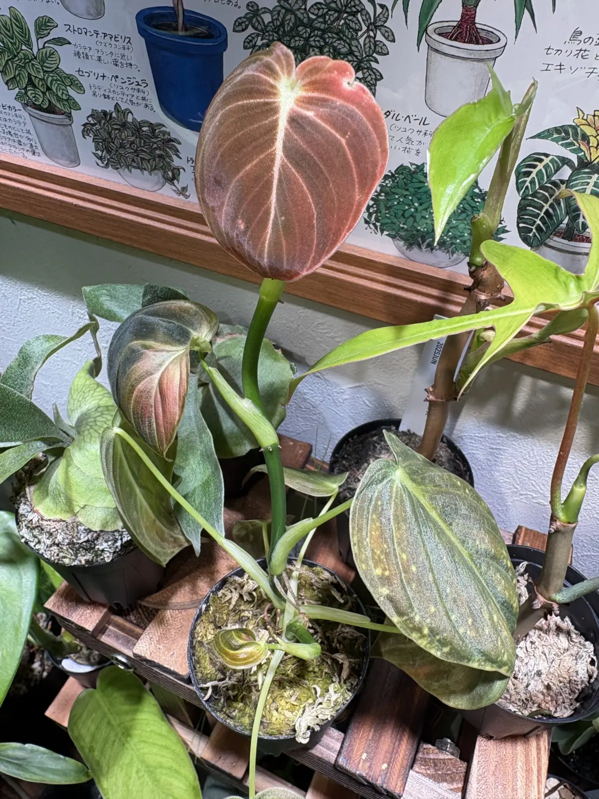 フィロデンドロン　メラノクリサム