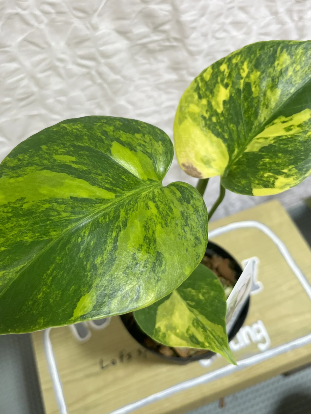 モンステラ　イエローマリリン