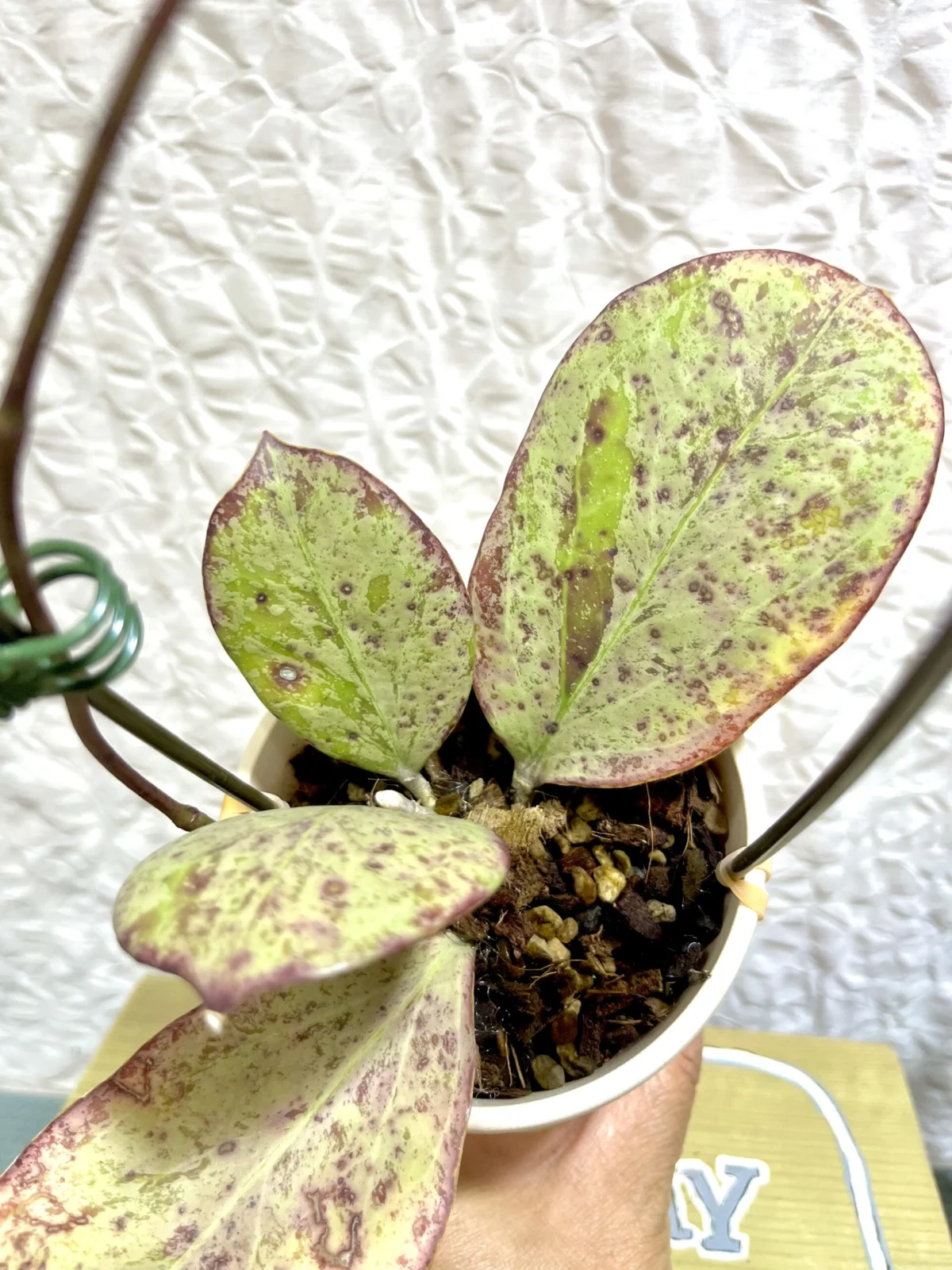 ホヤ　ミッシェル　シルバー