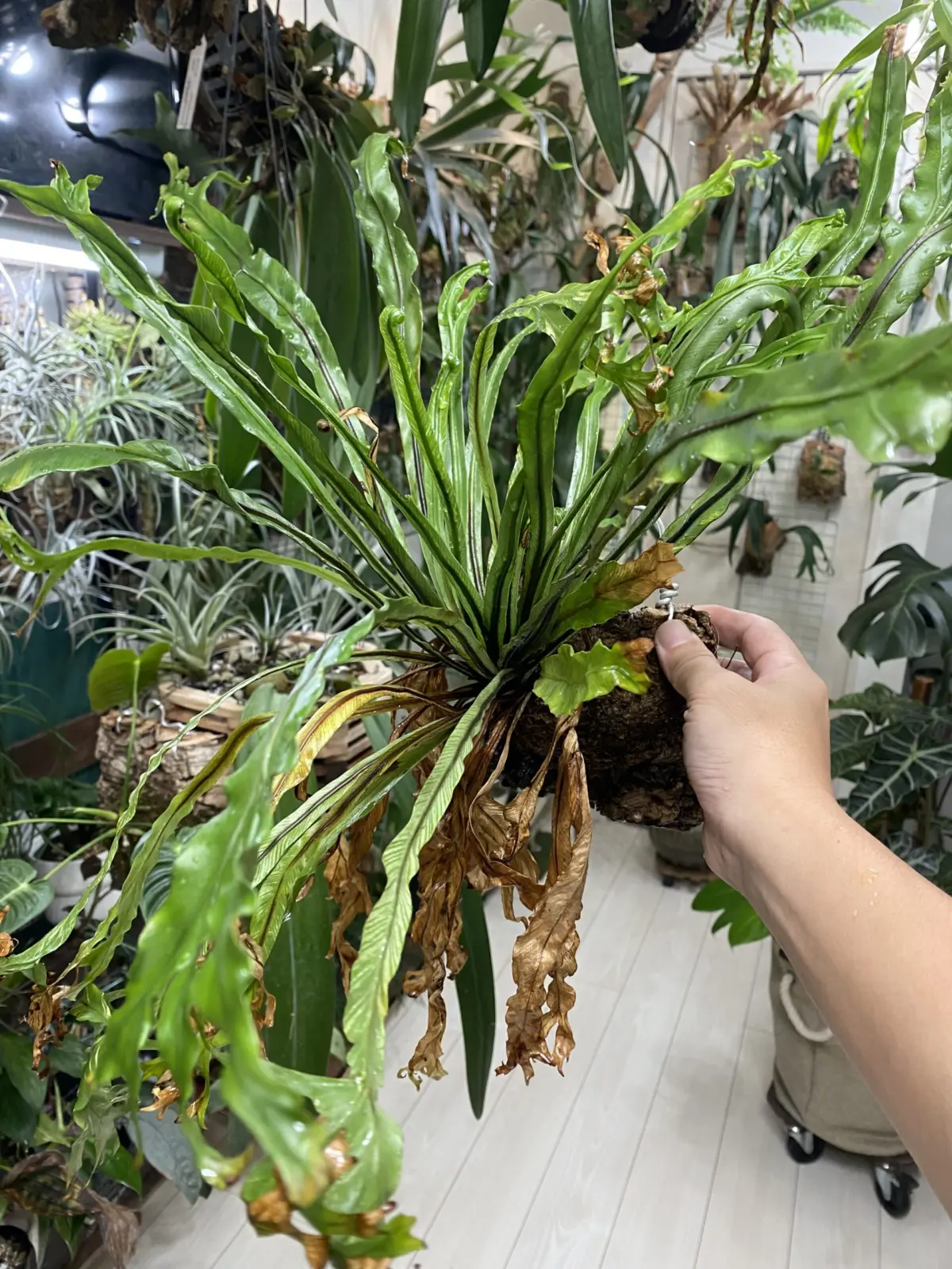 アスプレニウム　斑入り