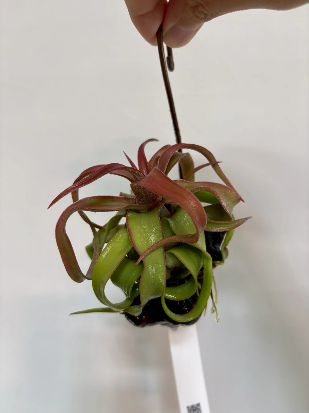 ティランジア ストレプトフィラ