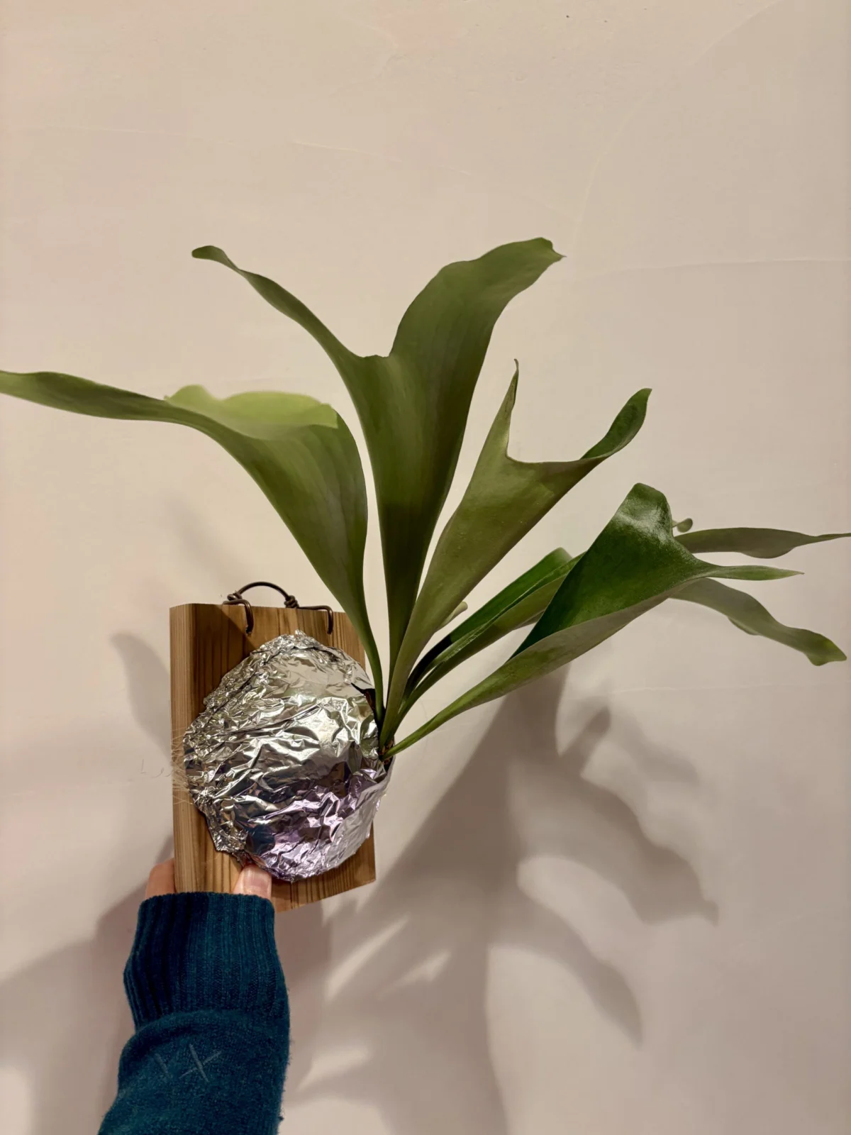 ビカクシダ　エリシー