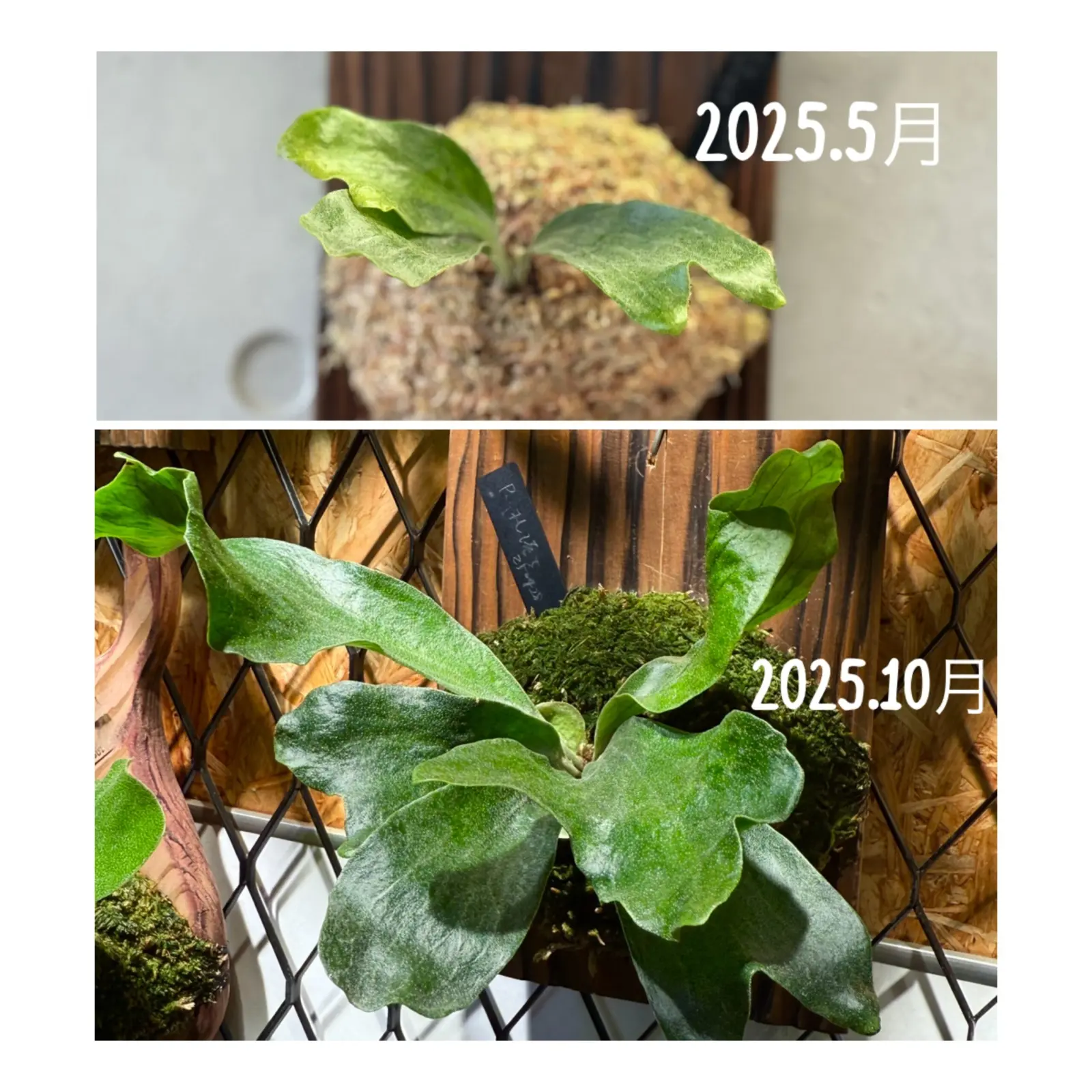 ビカクシダ　札落ち